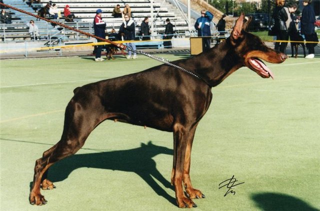 Edemus Nakira | Brown Doberman Pinscher