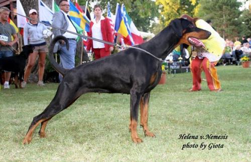 Helena v. Nemesis | Black Doberman Pinscher