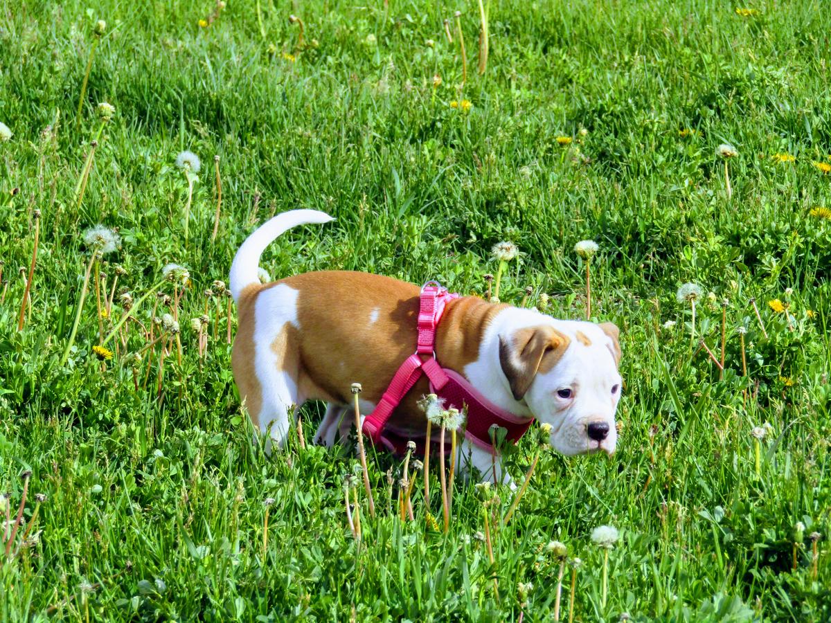 Bossy's Bulldogs Buffy the Bulldog Slayer | American Bulldog 