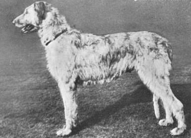 Sulhamstead Diana | Irish Wolfhound 