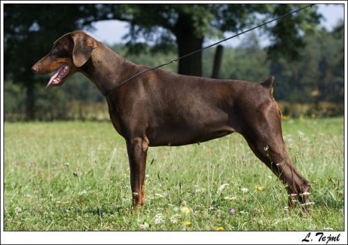 Chiara Halit Pasa | Brown Doberman Pinscher