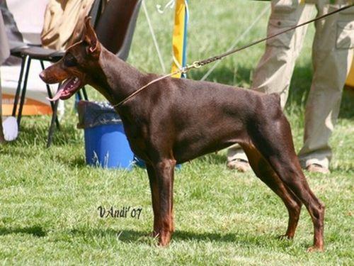 Focus Once Upon a Time | Brown Doberman Pinscher