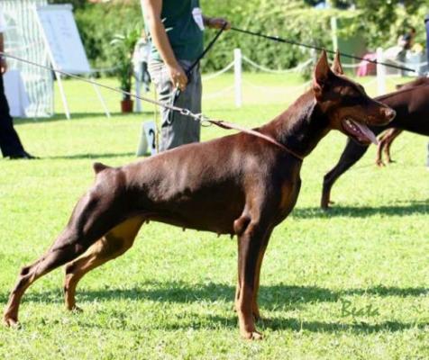 Ak-Yar Rhapsody | Brown Doberman Pinscher