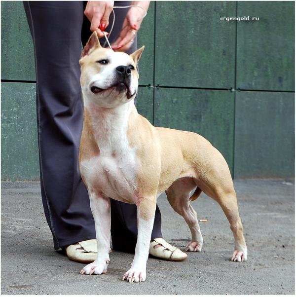 Irgen Gold Zhenevjeva | American Staffordshire Terrier 