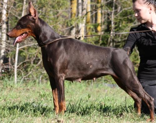 Stay in Style Ayzela | Brown Doberman Pinscher