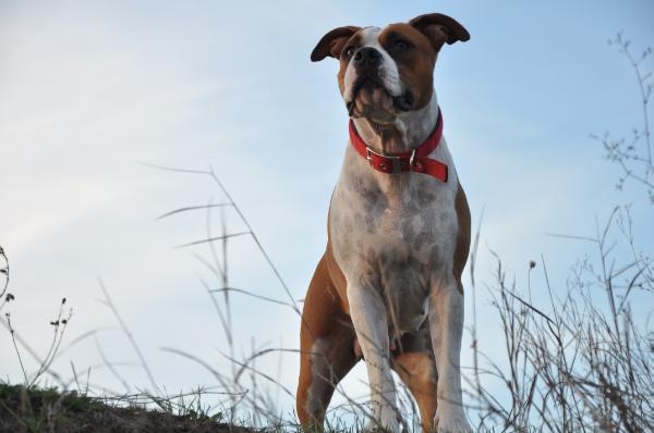 Praetorian Staff My Bonnie | American Staffordshire Terrier 
