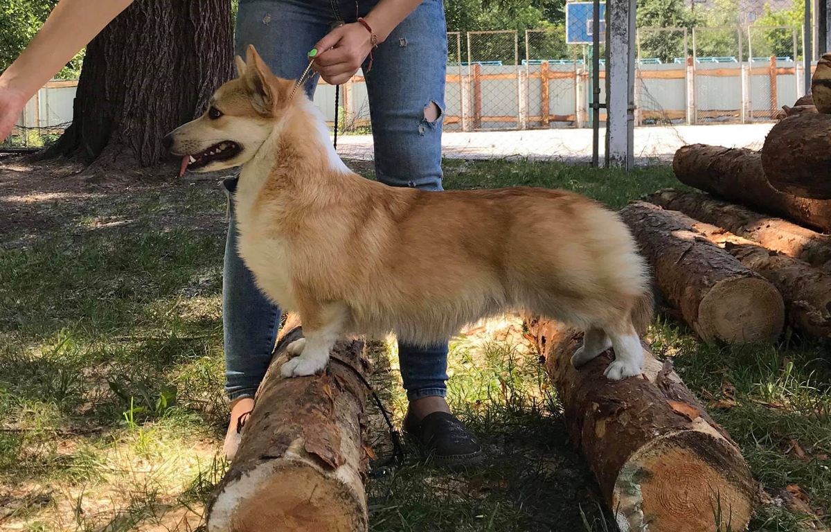 Anaida Charm Excellence | Pembroke Welsh Corgi 
