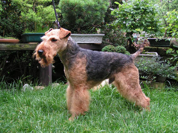 Max z Medovce | Welsh Terrier 