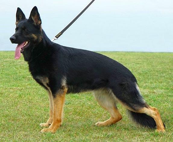 Cinda von Buranos Lobos | German Shepherd Dog 