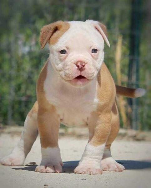 Ylca's OHANA of Bomberbulls | American Bulldog 