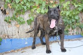 Yara | Perro de Presa Canario 