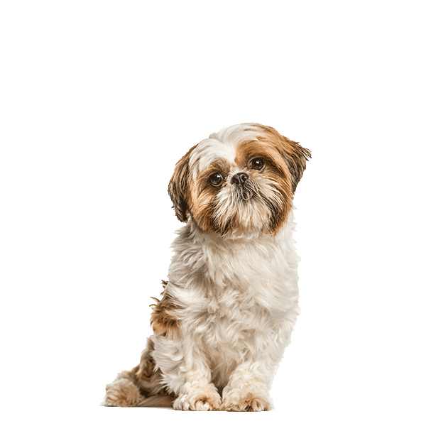 Shih Tzu