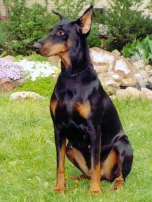 Divnaya Dama iz Imperii Adamant | Black Doberman Pinscher