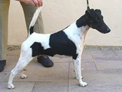 Avalon von der Bismarckquelle | Smooth Fox Terrier 