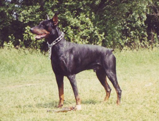 Rus Kaiswel ATILA | Black Doberman Pinscher