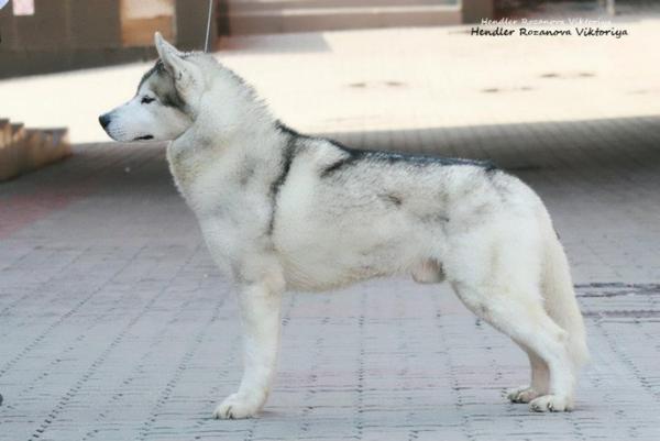 Vito Corleone of Siberian Lady | Siberian Husky 