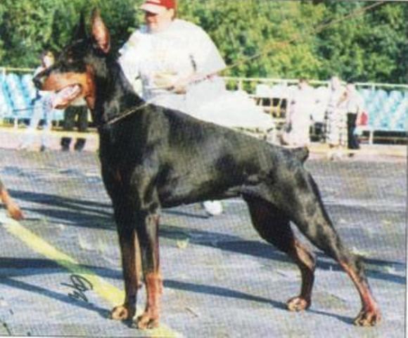 Wellenberg Julfil Intriga | Black Doberman Pinscher