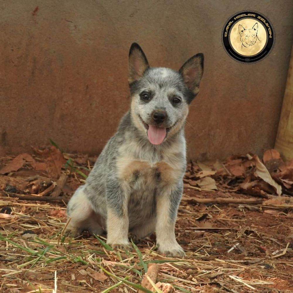 ZAGAIA OF HEELER'S SELIVON | Australian Cattle Dog 