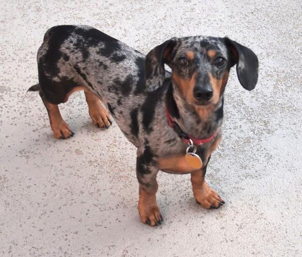 Eridox So Say We All | Dachshund 