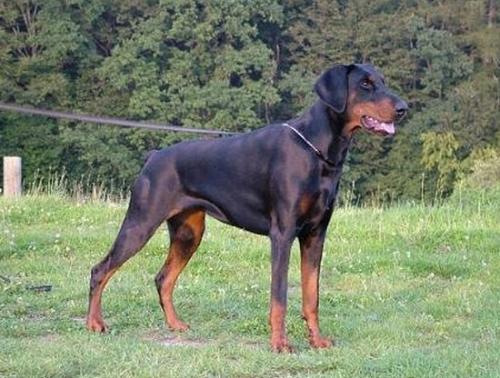 Baileys Diamant v. Batorkeszy | Black Doberman Pinscher