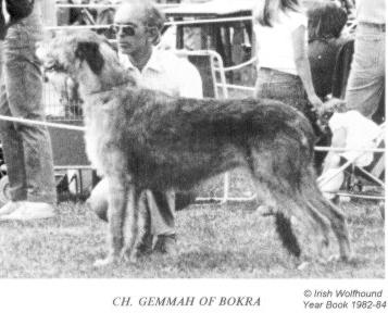 Gemmah of Bokra | Irish Wolfhound 