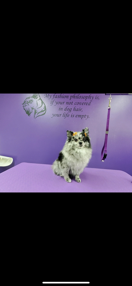 Princess Prada Sunshine | Pomeranian 