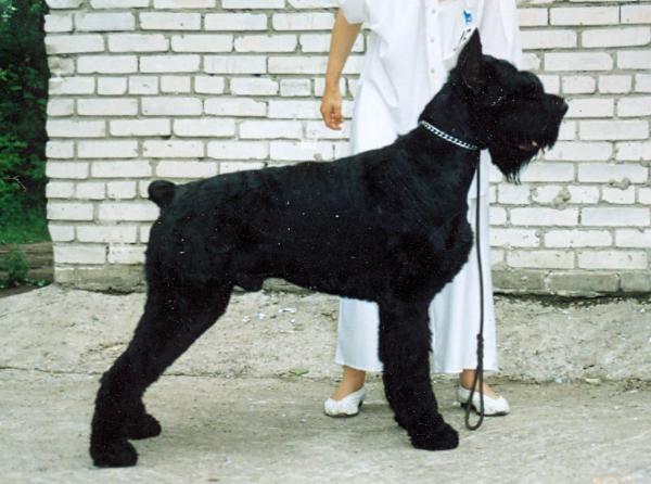 Tregart Geil Senior | Giant Schnauzer 