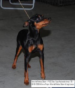 Vera dell' Antica Sibari | Miniature Pinscher 