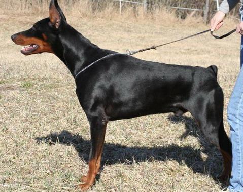 Kwentin De Bella Y Feliz Estrella | Black Doberman Pinscher