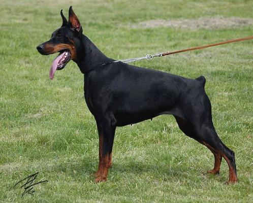 Graphic Line Florenzia | Black Doberman Pinscher