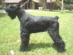 Skansen's Tuxedo | Giant Schnauzer 