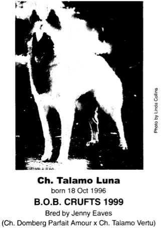 Talamo Luna | Belgian Tervuren 