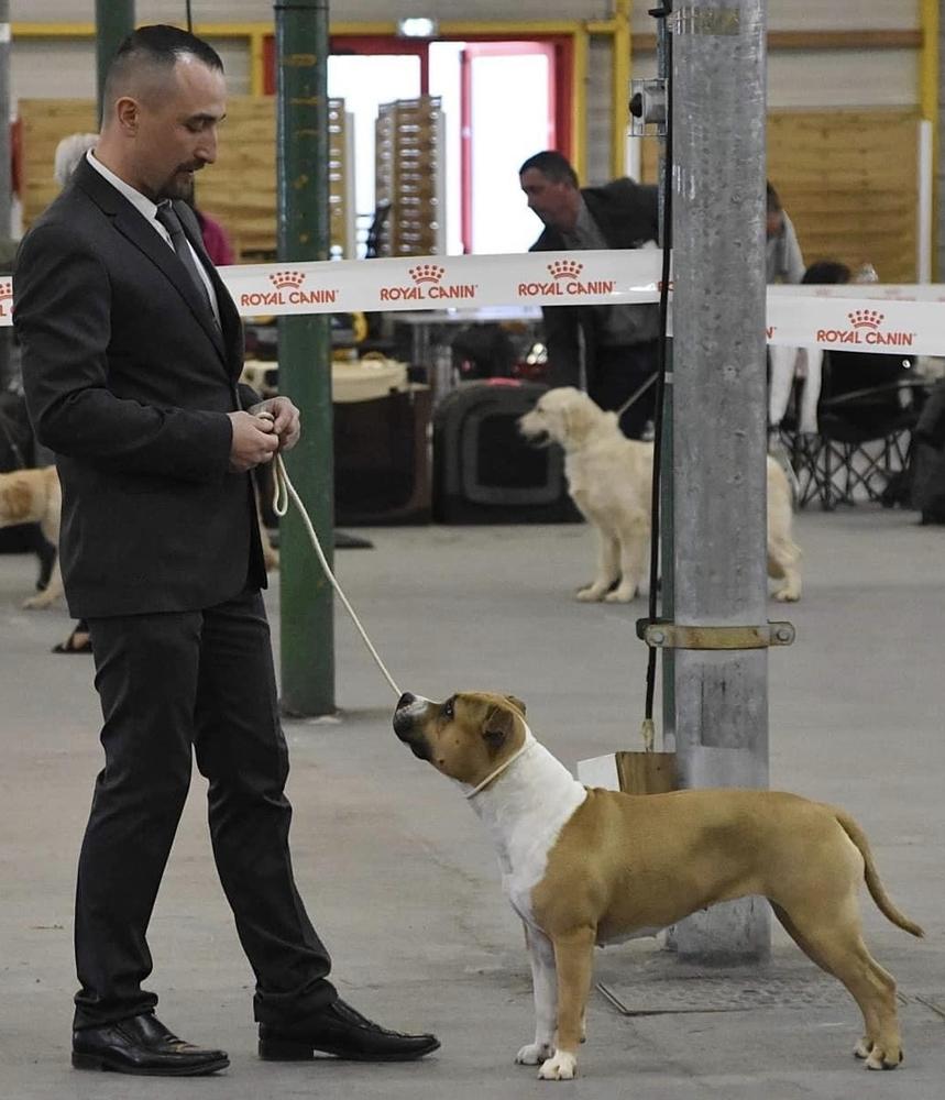 Royal Queen-Of-Wisdom du Temple de Gaia | American Staffordshire Terrier 