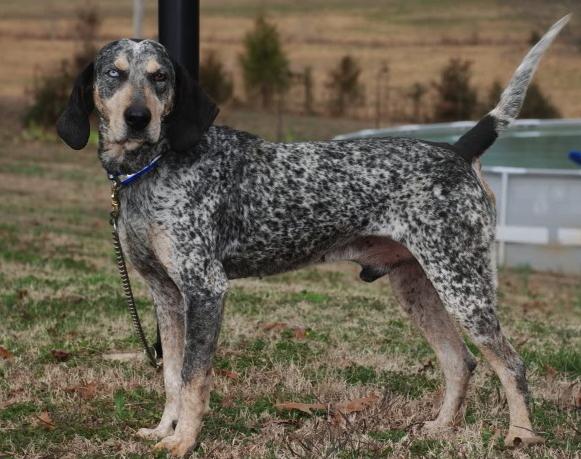 James' Tough Blue Glass | American English Coonhound 