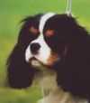 Maibee Vienna of Craigowl | Cavalier King Charles Spaniel 