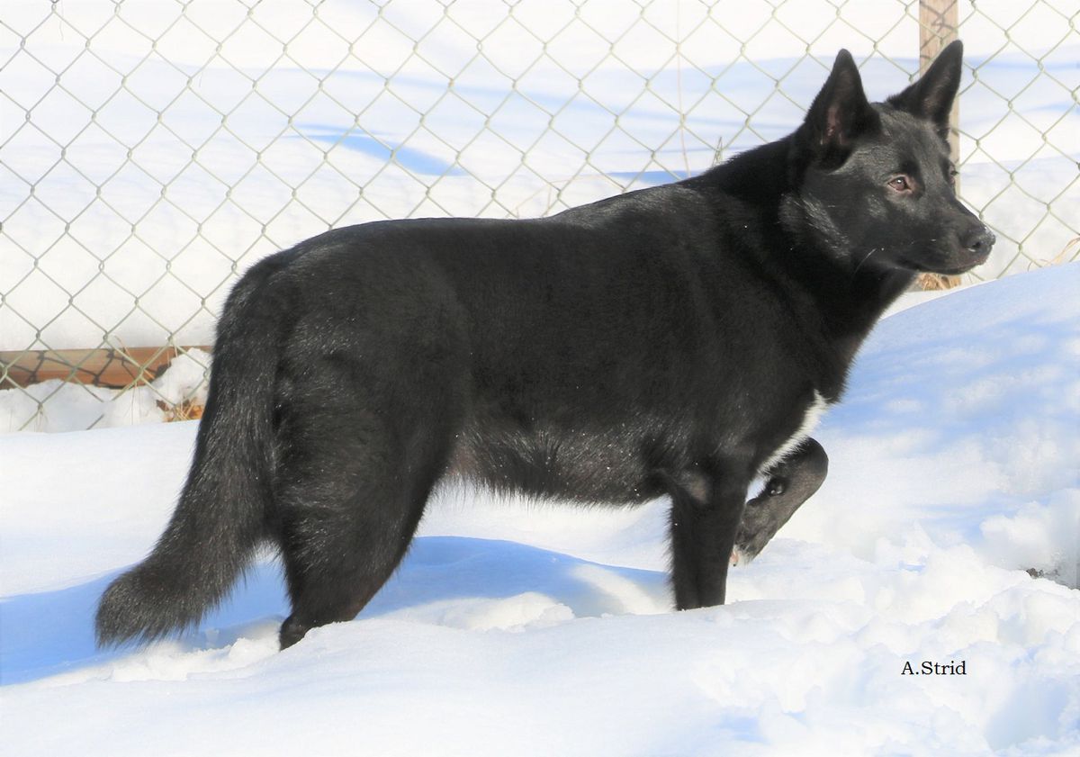 Njarga Vuodna Villemo | Lapponian Herder 