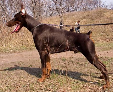 Sant Kreal Esej | Brown Doberman Pinscher