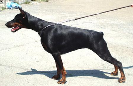 Sant Kreal Eurasia | Black Doberman Pinscher