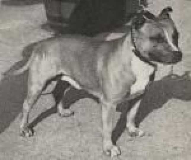 Senkrah Sabre | Staffordshire Bull Terrier 