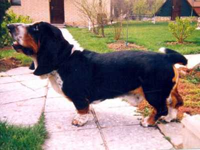 Stix-Heisha Fagottini | Basset Hound 