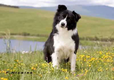 Bamba de los Trastolillo | Border Collie 