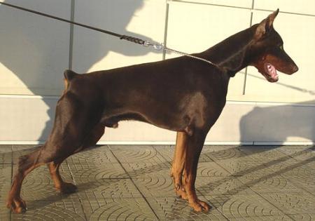 Sant Kreal Elizar | Brown Doberman Pinscher