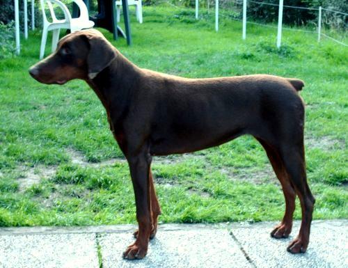 Come As You Are Utah | Brown Doberman Pinscher