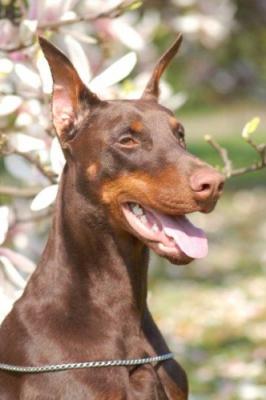 Come As You Are Unda | Brown Doberman Pinscher