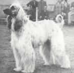 Bletchingley Hillsman | Afghan Hound 