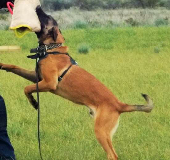 MALINWORX Atua | Belgian Malinois 