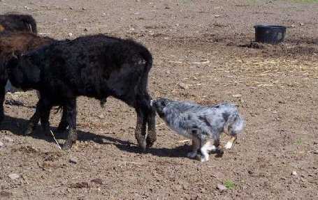 Twin Oaks Tomahawk | Australian Shepherd 