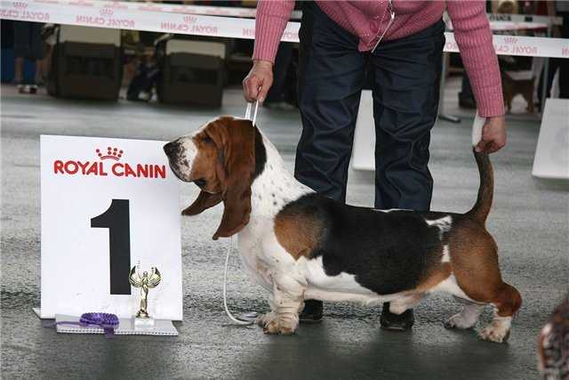 VERDUN MORAVIA BRAY | Basset Hound 