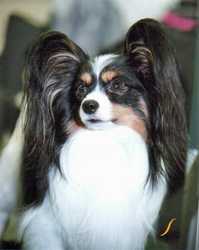 Joco's Simon Says Strike a Pose | Papillon 