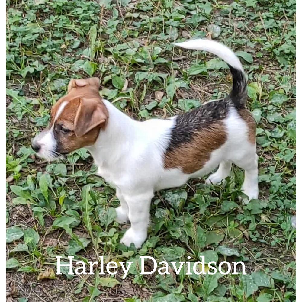 Harley Davidson | Jack Russell Terrier 